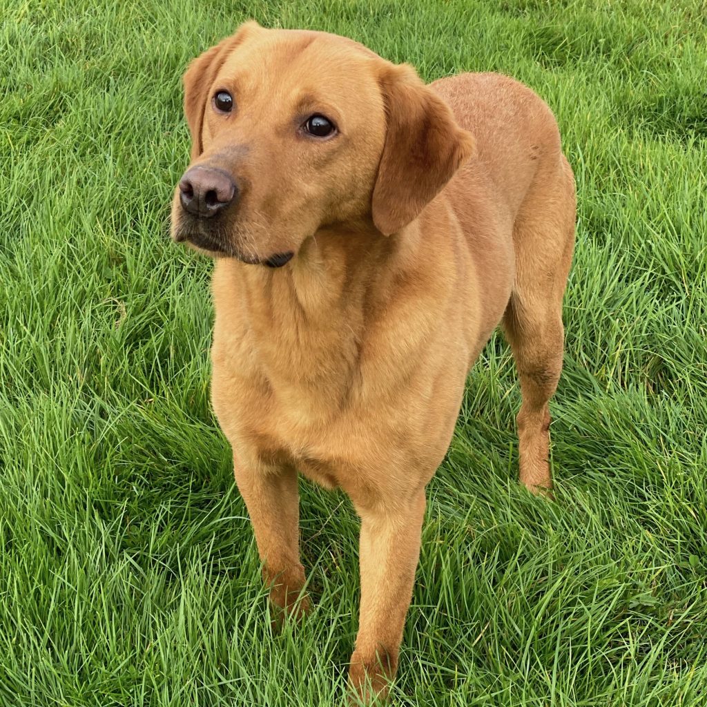 For Sale Brocklebank Labradors