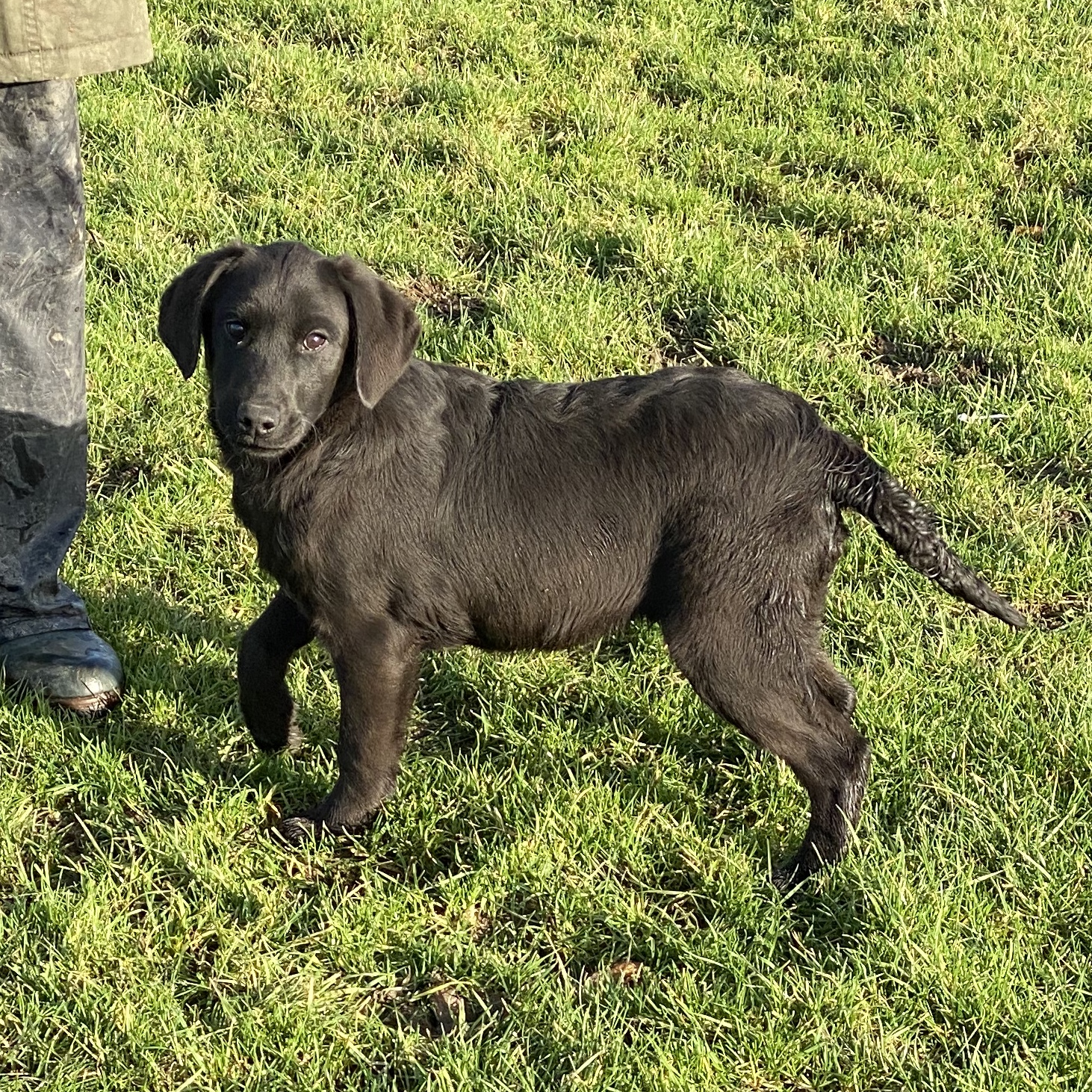 For Sale Brocklebank Labradors
